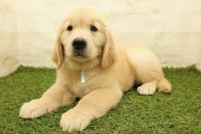 青森県のゴールデンレトリバー (Coo&RIKU弘前店/2025年6月14日生まれ/男の子/ゴールド)の子犬の2枚目の画像