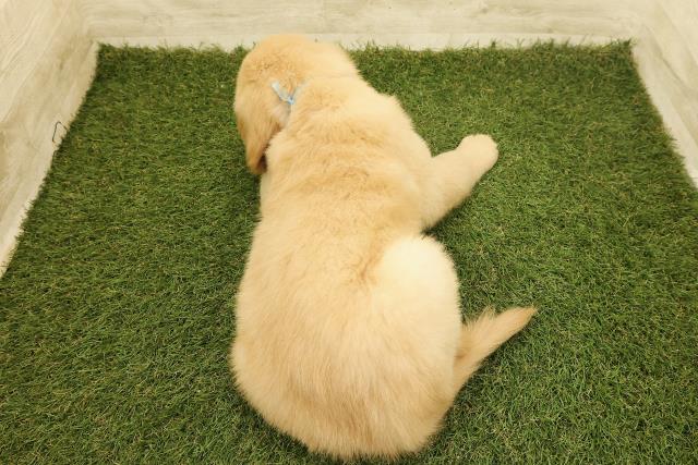 長野県のゴールデンレトリバー (Coo&RIKU長野店/2025年6月14日生まれ/男の子/ゴールド)の子犬の4枚目の画像
