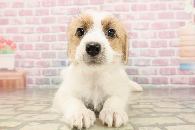 北海道のジャックラッセルテリア (Coo&RIKU札幌東店/2025年6月12日生まれ/女の子/タンホワイト)の子犬の1枚目の画像
