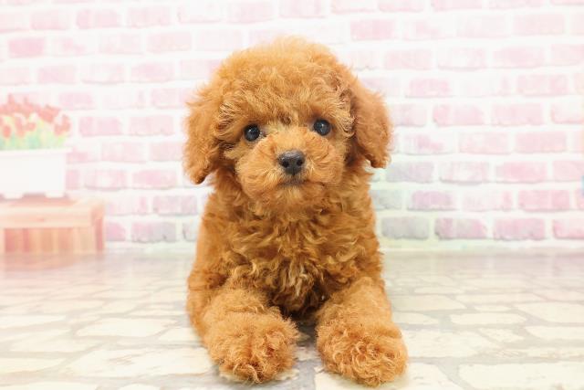 埼玉県のトイプードル(トイ) (Coo&RIKU熊谷ニットーモール店/2025年6月13日生まれ/男の子/レッド)の子犬の1枚目の画像