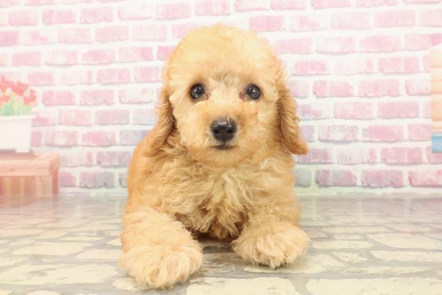 千葉県のトイプードル(トイ) (Coo&RIKU八街店/2025年6月13日生まれ/男の子/アプリコット)の子犬の1枚目の画像