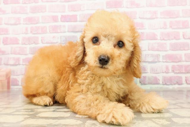 千葉県のトイプードル(トイ) (Coo&RIKU八街店/2025年6月13日生まれ/男の子/アプリコット)の子犬の3枚目の画像
