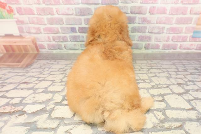 千葉県のトイプードル(トイ) (Coo&RIKU八街店/2025年6月13日生まれ/男の子/アプリコット)の子犬の4枚目の画像