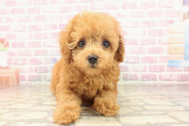 千葉県のトイプードル(トイ) (Coo&RIKU木更津店/2025年6月13日生まれ/女の子/レッド)の子犬の1枚目の画像