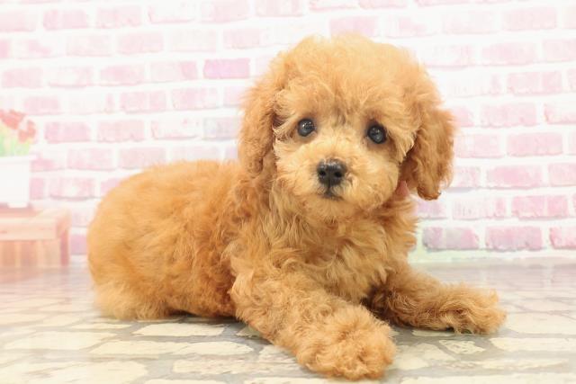 千葉県のトイプードル(トイ) (Coo&RIKU木更津店/2025年6月13日生まれ/女の子/レッド)の子犬の3枚目の画像