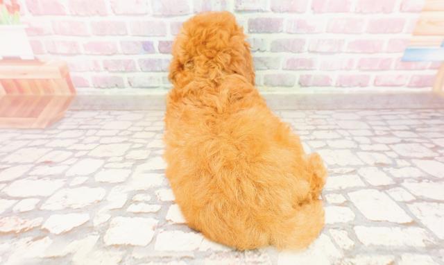 千葉県のトイプードル(トイ) (Coo&RIKU木更津店/2025年6月13日生まれ/女の子/レッド)の子犬の4枚目の画像