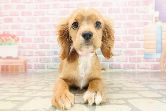 埼玉県のハーフ犬・ミックス犬 (Coo&RIKUアニマルケアセンター大宮/2025年5月26日生まれ/女の子/レッドホワイト)の子犬の1枚目の画像