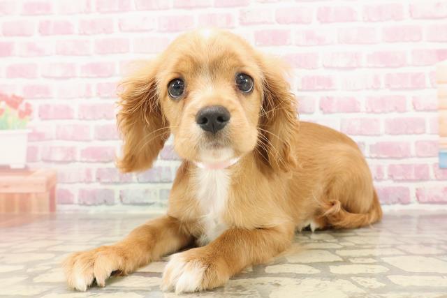 埼玉県のハーフ犬・ミックス犬 (Coo&RIKUアニマルケアセンター大宮/2025年5月26日生まれ/女の子/レッドホワイト)の子犬の2枚目の画像