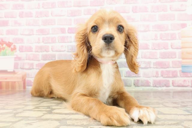 埼玉県のハーフ犬・ミックス犬 (Coo&RIKUアニマルケアセンター大宮/2025年5月26日生まれ/女の子/レッドホワイト)の子犬の3枚目の画像