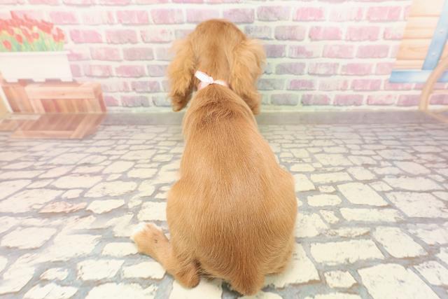 埼玉県のハーフ犬・ミックス犬 (Coo&RIKUアニマルケアセンター大宮/2025年5月26日生まれ/女の子/レッドホワイト)の子犬の4枚目の画像