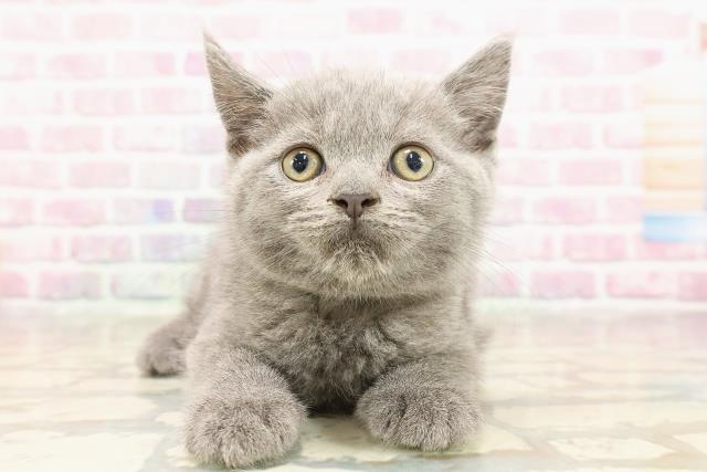 千葉県のブリティッシュショートヘアー (Coo&RIKU八街店/2025年6月13日生まれ/男の子/ブルー)の子猫の1枚目の画像