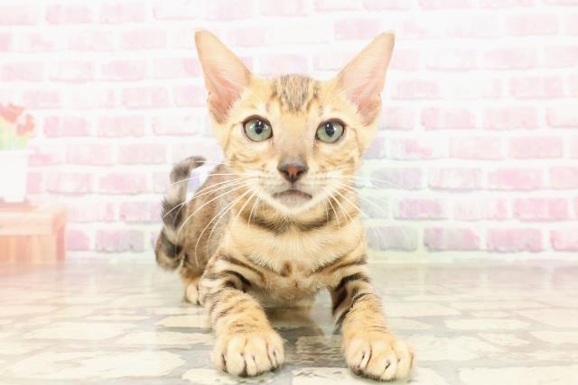 東京都のベンガル (Coo&RIKU武蔵小山店/2025年6月11日生まれ/男の子/ブラウンスポットタビー)の子猫の1枚目の画像