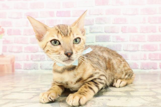 東京都のベンガル (Coo&RIKU武蔵小山店/2025年6月11日生まれ/男の子/ブラウンスポットタビー)の子猫の2枚目の画像
