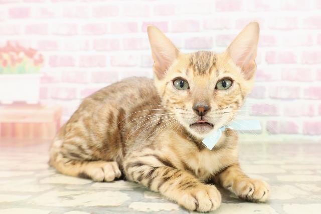 東京都のベンガル (Coo&RIKU武蔵小山店/2025年6月11日生まれ/男の子/ブラウンスポットタビー)の子猫の3枚目の画像
