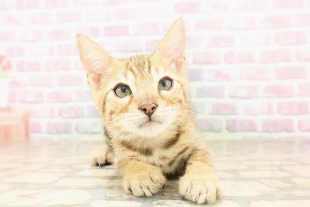 東京都のベンガル (Coo&RIKU中野サンモール店/2025年6月11日生まれ/男の子/ブラウンスポットタビー)の子猫の1枚目の画像