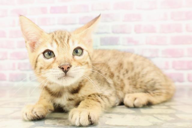 東京都のベンガル (Coo&RIKU中野サンモール店/2025年6月11日生まれ/男の子/ブラウンスポットタビー)の子猫の2枚目の画像