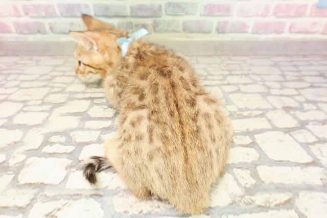 東京都のベンガル (Coo&RIKU中野サンモール店/2025年6月11日生まれ/男の子/ブラウンスポットタビー)の子猫の4枚目の画像