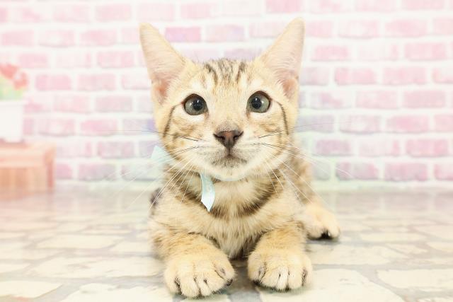 東京都のベンガル (Coo&RIKU浅草店/2025年6月11日生まれ/男の子/ブラウンスポットタビー)の子猫の1枚目の画像