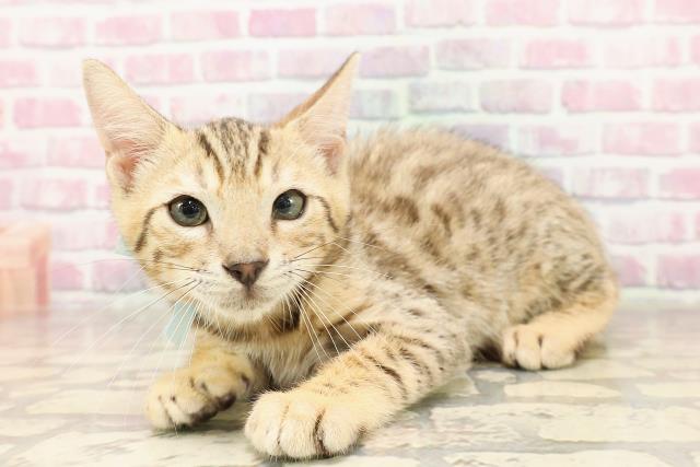 東京都のベンガル (Coo&RIKU浅草店/2025年6月11日生まれ/男の子/ブラウンスポットタビー)の子猫の2枚目の画像