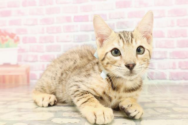 東京都のベンガル (Coo&RIKU浅草店/2025年6月11日生まれ/男の子/ブラウンスポットタビー)の子猫の3枚目の画像