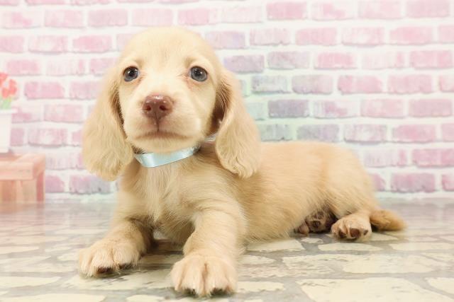 北海道のカニンヘンダックスフンド(ロング) (Coo&RIKU帯広店/2025年6月12日生まれ/男の子/イエロー)の子犬の2枚目の画像