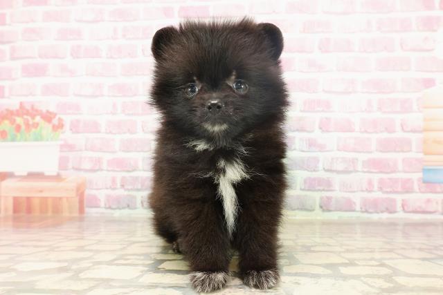 新潟県のポメラニアン (Coo&RIKU長岡店/2025年6月16日生まれ/男の子/ブラックホワイト)の子犬の1枚目の画像