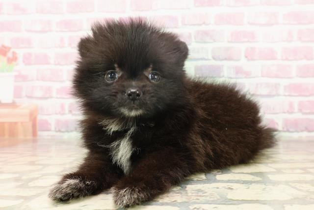 新潟県のポメラニアン (Coo&RIKU長岡店/2025年6月16日生まれ/男の子/ブラックホワイト)の子犬の2枚目の画像
