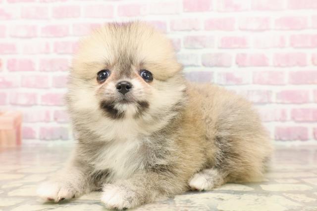 長野県のポメラニアン (Coo&RIKU綿半権堂店/2025年6月16日生まれ/女の子/オレンジ)の子犬の2枚目の画像