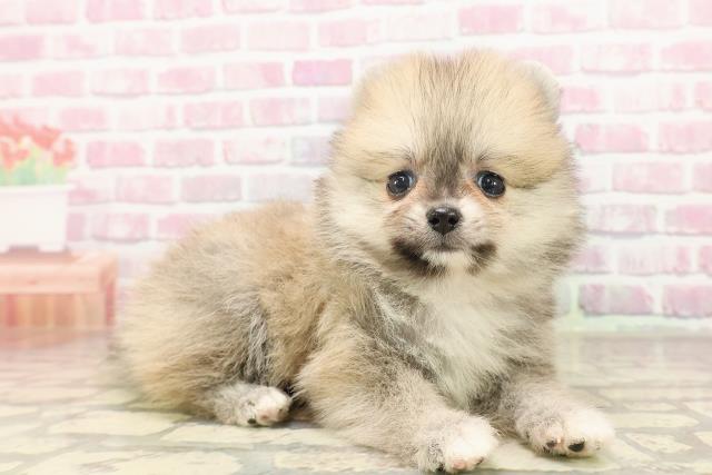 長野県のポメラニアン (Coo&RIKU綿半権堂店/2025年6月16日生まれ/女の子/オレンジ)の子犬の3枚目の画像