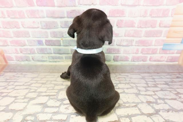 長野県のパグ (Coo&RIKU長野店/2025年6月9日生まれ/男の子/ブラック)の子犬の4枚目の画像