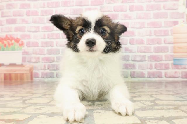 北海道のパピヨン (Coo&RIKU北見店/2025年6月12日生まれ/男の子/ホワイトブラウン)の子犬