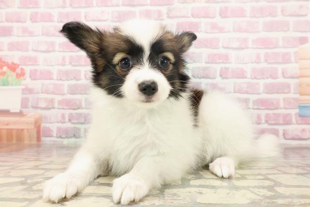 北海道のパピヨン (Coo&RIKU北見店/2025年6月12日生まれ/男の子/ホワイトブラウン)の子犬の2枚目の画像