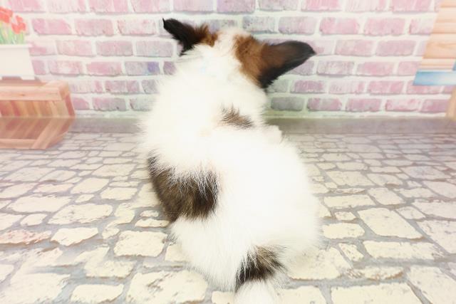北海道のパピヨン (Coo&RIKU北見店/2025年6月12日生まれ/男の子/ホワイトブラウン)の子犬の4枚目の画像