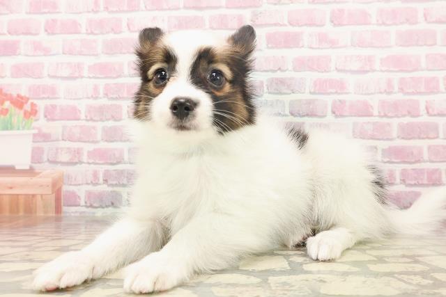 青森県のパピヨン (Coo&RIKU青森店/2025年6月12日生まれ/男の子/ホワイトブラウン)の子犬の2枚目の画像