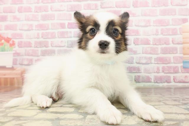 青森県のパピヨン (Coo&RIKU青森店/2025年6月12日生まれ/男の子/ホワイトブラウン)の子犬の3枚目の画像