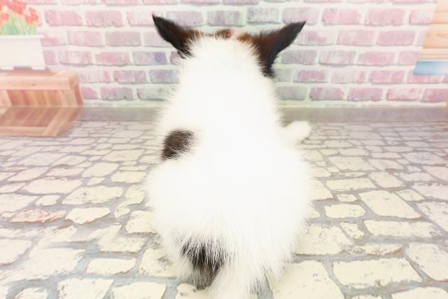 青森県のパピヨン (Coo&RIKU青森店/2025年6月12日生まれ/男の子/ホワイトブラウン)の子犬の4枚目の画像
