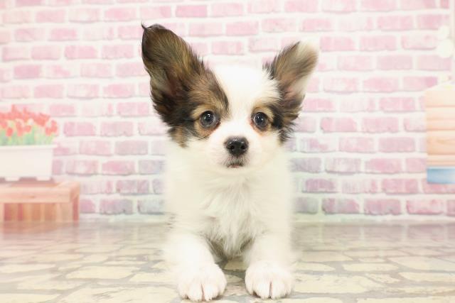 秋田県のパピヨン (Coo&RIKU秋田店/2025年6月12日生まれ/男の子/ホワイトブラウン)の子犬