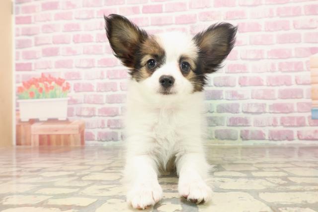 新潟県のパピヨン (Coo&RIKU新潟東店/2025年6月12日生まれ/女の子/ホワイトブラウン)の子犬