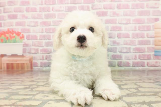 神奈川県のビションフリーゼ (Coo&RIKU相模原店/2025年6月15日生まれ/男の子/ホワイト)の子犬