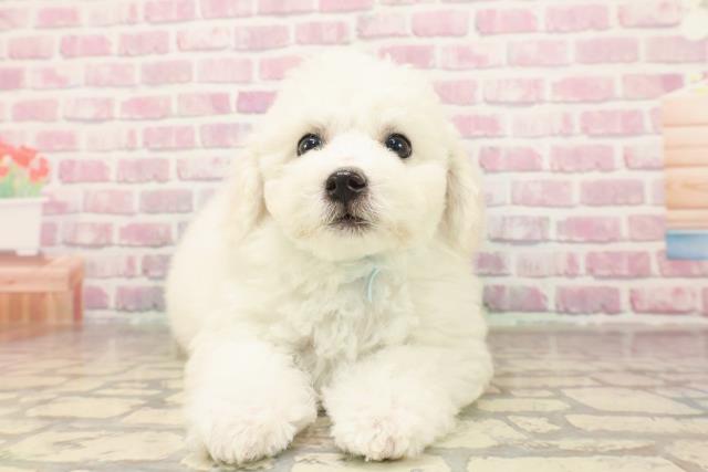 神奈川県のビションフリーゼ (Coo&RIKU長津田店/2025年6月15日生まれ/男の子/ホワイト)の子犬