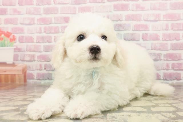 神奈川県のビションフリーゼ (Coo&RIKU長津田店/2025年6月15日生まれ/男の子/ホワイト)の子犬の2枚目の画像