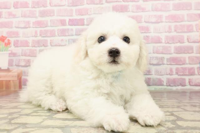 神奈川県のビションフリーゼ (Coo&RIKU長津田店/2025年6月15日生まれ/男の子/ホワイト)の子犬の3枚目の画像