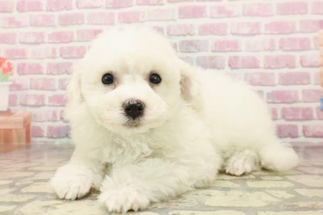 長野県のビションフリーゼ (Coo&RIKU綿半諏訪店/2025年6月15日生まれ/男の子/ホワイト)の子犬の2枚目の画像