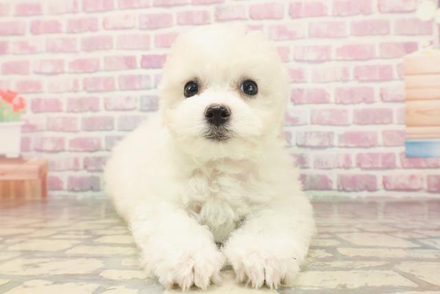 秋田県のビションフリーゼ (Coo&RIKU秋田店/2025年6月15日生まれ/女の子/ホワイト)の子犬の1枚目の画像