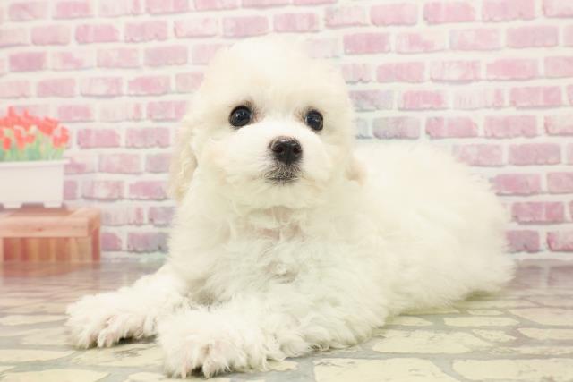 秋田県のビションフリーゼ (Coo&RIKU秋田店/2025年6月15日生まれ/女の子/ホワイト)の子犬の2枚目の画像