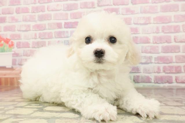 秋田県のビションフリーゼ (Coo&RIKU秋田店/2025年6月15日生まれ/女の子/ホワイト)の子犬の3枚目の画像