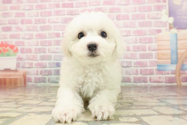 千葉県のビションフリーゼ (Coo&RIKU八街店/2025年6月15日生まれ/女の子/ホワイト)の子犬の1枚目の画像
