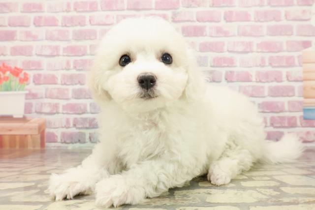 千葉県のビションフリーゼ (Coo&RIKU八街店/2025年6月15日生まれ/女の子/ホワイト)の子犬の2枚目の画像