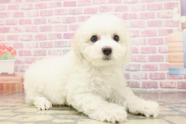 千葉県のビションフリーゼ (Coo&RIKU八街店/2025年6月15日生まれ/女の子/ホワイト)の子犬の3枚目の画像