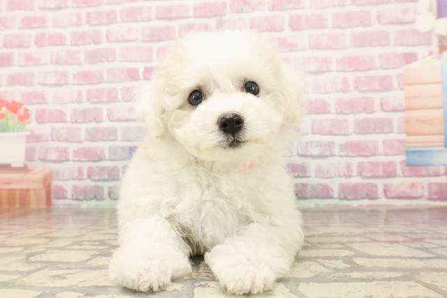 千葉県のビションフリーゼ (Coo&RIKU市原店/2025年6月15日生まれ/女の子/ホワイト)の子犬